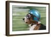 Basset Hound Wearing Goggles and Helmet-null-Framed Photographic Print