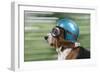 Basset Hound Wearing Goggles and Helmet-null-Framed Photographic Print