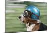 Basset Hound Wearing Goggles and Helmet-null-Mounted Photographic Print