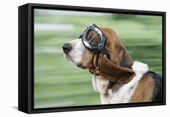 Basset Hound Wearing Goggles-null-Framed Stretched Canvas