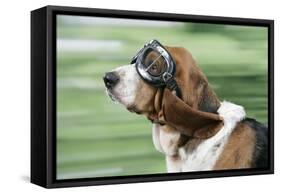 Basset Hound Wearing Goggles-null-Framed Stretched Canvas