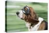 Basset Hound Wearing Goggles-null-Stretched Canvas