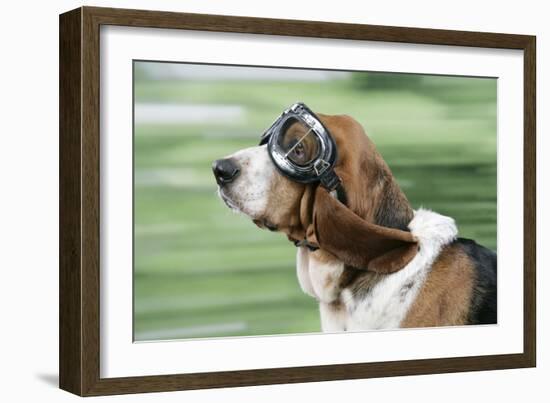 Basset Hound Wearing Goggles-null-Framed Photographic Print
