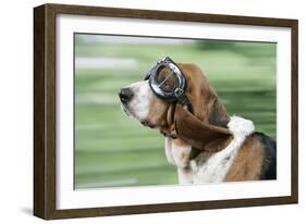 Basset Hound Wearing Goggles-null-Framed Photographic Print