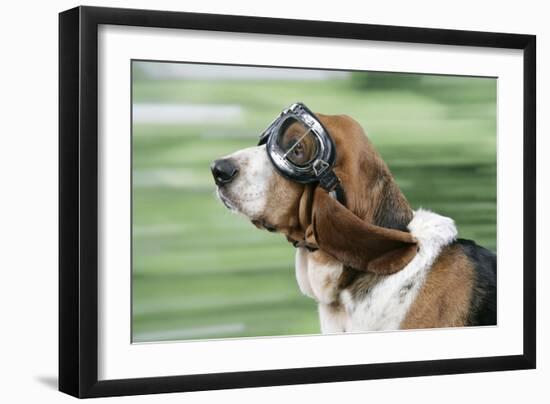 Basset Hound Wearing Goggles-null-Framed Photographic Print