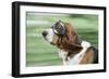 Basset Hound Wearing Goggles-null-Framed Photographic Print