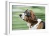 Basset Hound Wearing Goggles-null-Framed Photographic Print