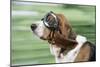 Basset Hound Wearing Goggles-null-Mounted Photographic Print