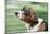 Basset Hound Wearing Goggles-null-Mounted Photographic Print