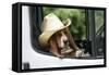 Basset Hound Wearing Hat in Van-null-Framed Stretched Canvas