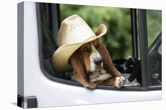 Basset Hound Wearing Hat in Van-null-Stretched Canvas