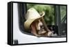 Basset Hound Wearing Hat in Van-null-Framed Stretched Canvas