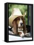 Basset Hound Wearing Hat in Van-null-Framed Stretched Canvas