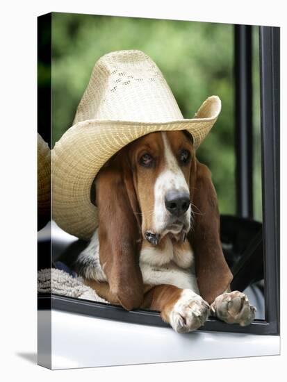 Basset Hound Wearing Hat in Van-null-Stretched Canvas