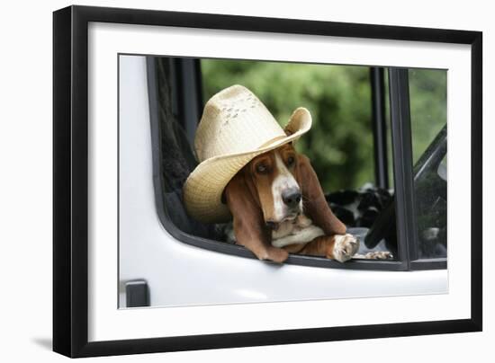 Basset Hound Wearing Hat in Van-null-Framed Photographic Print