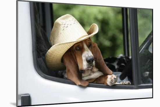 Basset Hound Wearing Hat in Van-null-Mounted Photographic Print