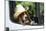 Basset Hound Wearing Hat in Van-null-Mounted Photographic Print