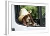 Basset Hound Wearing Hat in Van-null-Framed Photographic Print