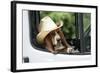 Basset Hound Wearing Hat in Van-null-Framed Photographic Print