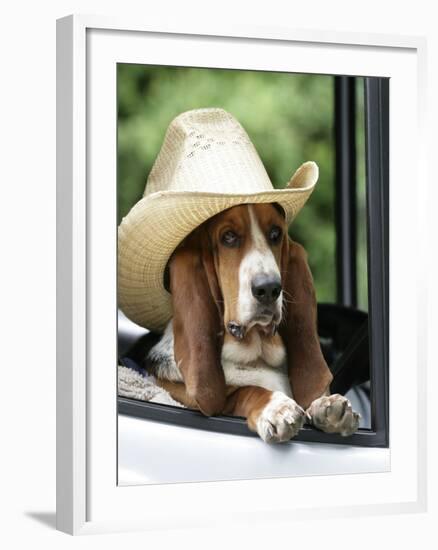 Basset Hound Wearing Hat in Van-null-Framed Photographic Print