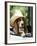 Basset Hound Wearing Hat in Van-null-Framed Photographic Print