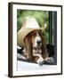 Basset Hound Wearing Hat in Van-null-Framed Photographic Print