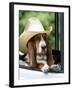 Basset Hound Wearing Hat in Van-null-Framed Photographic Print