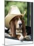 Basset Hound Wearing Hat in Van-null-Mounted Photographic Print