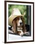 Basset Hound Wearing Hat in Van-null-Framed Photographic Print