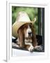 Basset Hound Wearing Hat in Van-null-Framed Photographic Print
