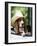 Basset Hound Wearing Hat in Van-null-Framed Photographic Print