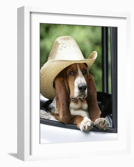 Basset Hound Wearing Hat in Van-null-Framed Photographic Print