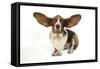 Basset Hound with Ears Up-null-Framed Stretched Canvas