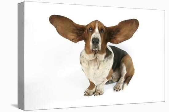 Basset Hound with Ears Up-null-Stretched Canvas