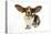 Basset Hound with Ears Up-null-Stretched Canvas