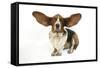 Basset Hound with Ears Up-null-Framed Stretched Canvas