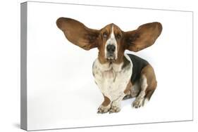 Basset Hound with Ears Up-null-Stretched Canvas