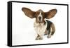 Basset Hound with Ears Up-null-Framed Stretched Canvas