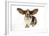 Basset Hound with Ears Up-null-Framed Photographic Print