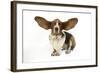 Basset Hound with Ears Up-null-Framed Photographic Print