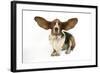 Basset Hound with Ears Up-null-Framed Photographic Print