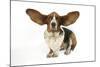 Basset Hound with Ears Up-null-Mounted Photographic Print