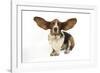 Basset Hound with Ears Up-null-Framed Photographic Print