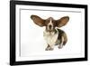 Basset Hound with Ears Up-null-Framed Photographic Print