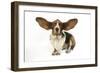 Basset Hound with Ears Up-null-Framed Photographic Print