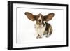 Basset Hound with Ears Up-null-Framed Photographic Print
