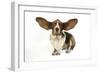 Basset Hound with Ears Up-null-Framed Photographic Print