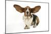 Basset Hound with Ears Up-null-Mounted Photographic Print