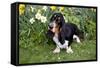 Basset Hound (Young Male) Standing by Daffodils, Woodstock, Connecticut, USA-Lynn M^ Stone-Framed Stretched Canvas