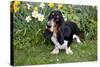 Basset Hound (Young Male) Standing by Daffodils, Woodstock, Connecticut, USA-Lynn M^ Stone-Stretched Canvas